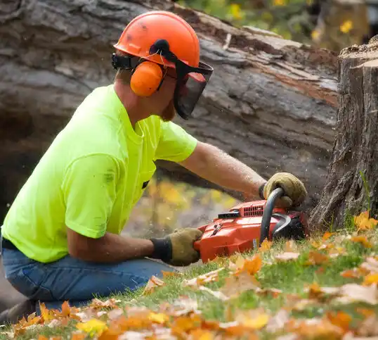 tree services Jackson Center